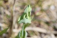 Blackstonia perfoliata