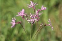 Lychnis flos-cuculi