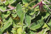 Pilosella officinarum