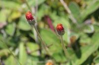Pilosella officinarum