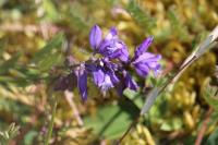 Polygala vulgaris