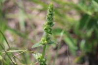 Stachys recta