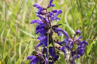 Salvia pratensis