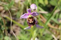 Ophrys holosericea