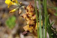Orobanche gracilis