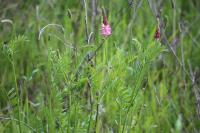 Onobrychis viciifolia