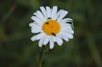 Leucanthemum vulgare