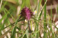 Melampyrum cristatum