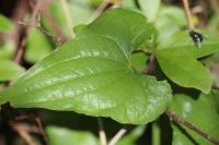 Dioscorea communis