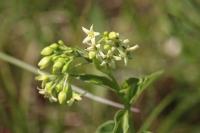 Vincetoxicum hirundinaria