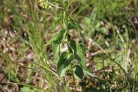 Vincetoxicum hirundinaria