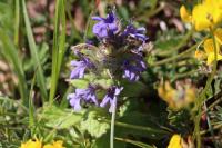 Ajuga genevensis