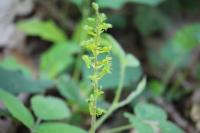 Neottia ovata
