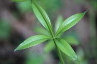 Rubia peregrina