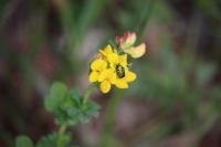 Lotus corniculatus