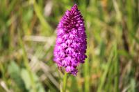 Anacamptis pyramidalis