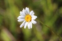 Leucanthemum vulgare