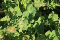 Lotus corniculatus
