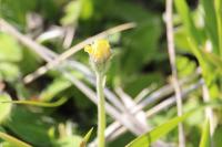 Pilosella officinarum