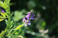 Medicago sativa