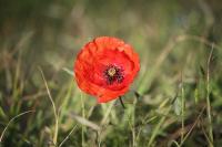 Papaver rhoeas