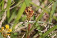 Orobanche gracilis