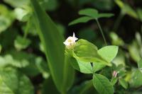 Cephalanthera damasonium