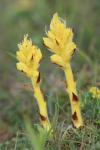 Orobanche alba