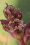 Orobanche alba