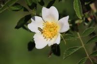 Rosa canina