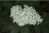 Sambucus nigra