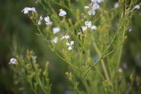 Raphanus raphanistrum