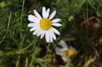 Tripleurospermum inodorum