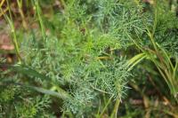 Tripleurospermum inodorum