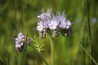 Phacelia tanacetifolia