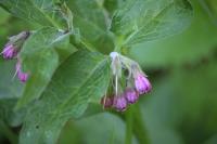 Symphytum officinale