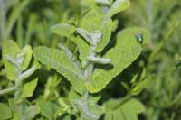 Mentha suaveolens