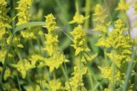 Cruciata laevipes