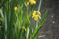 Iris pseudacorus