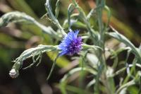 Cyanus segetum