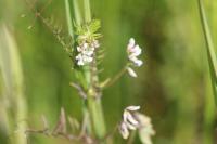 Ervilia hirsuta