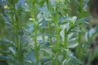 Barbarea vulgaris