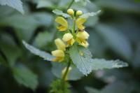 Lamium galeobdolon