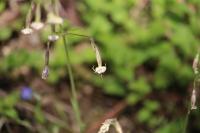 Silene nutans