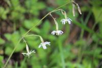 Silene nutans