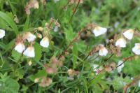 Helianthemum apenninum