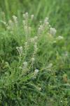 Lepidium campestre