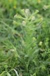Lepidium campestre