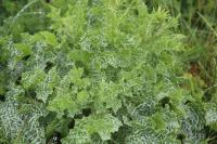 Silybum marianum