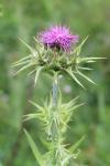 Silybum marianum